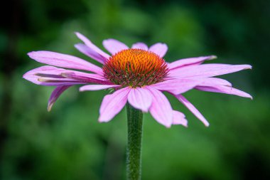 Mor bir koni açılır açılmaz bir yan görünüm.