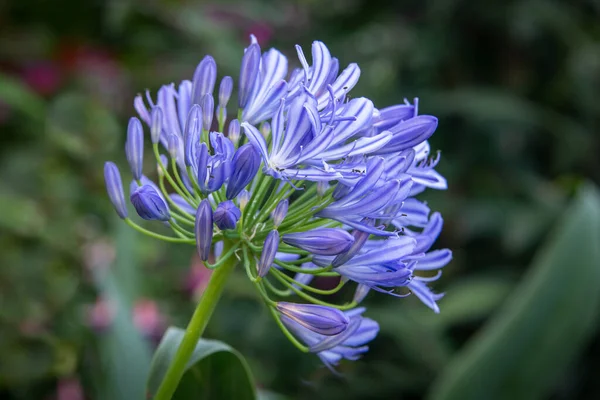 A close up of the head of a blue lily as it starts to open