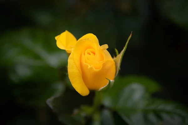 Bourgeon Rose Jaune Sur Fond Sombre — Photo