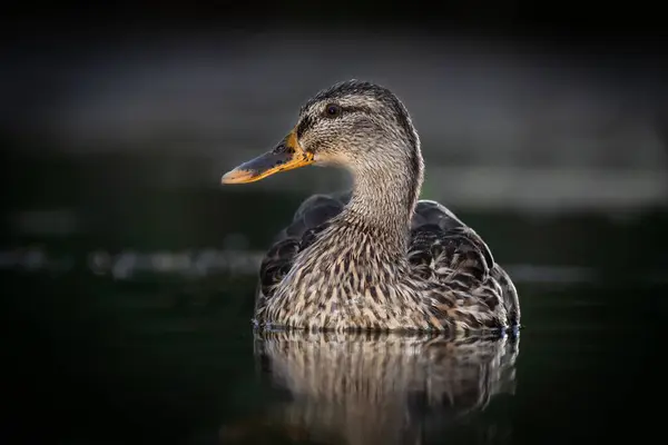 Samice Divoké Divoké Kachny Anas Ptakyrhynchos Jak Sedí Vodě Obrázek — Stock fotografie