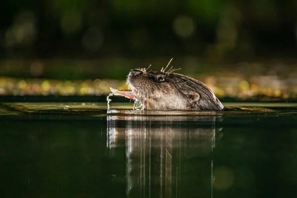 Feche Nível Água Cabeça Uma Lontra Fotografia Foi Tirada Noite — Fotografia de Stock