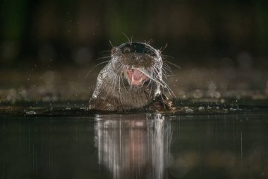 Geceleri çekilen bir su samuruna yaklaş. Bir balık yakaladı ve ağzında görülebilir. Su seviyesinde alındığında kafası sudan yeni çıkmış.