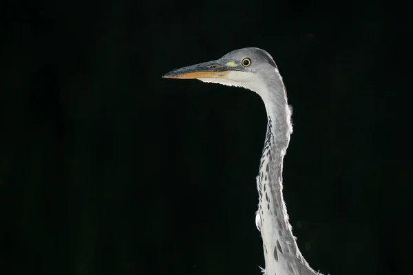 Close Grey Heron Night Image Shows Next Head Only Set — Stock Photo, Image