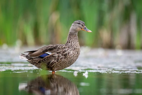 Zblízka Samice Divoké Kachny Jak Stojí Vodě Pořízeno Nízké Úrovni — Stock fotografie