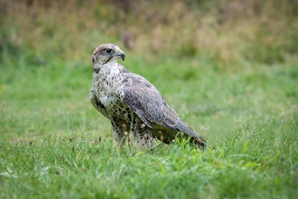 Sokoła Saker Jak Stoi Polu Trawy Patrząc Czujny Jest Pełne — Zdjęcie stockowe