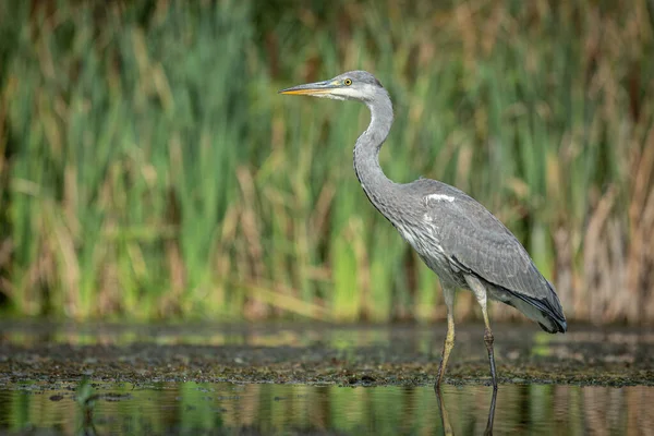 Gray Grey Heron Ardea Cinerea Fishing Stands Water Looking Right — Stock Photo, Image