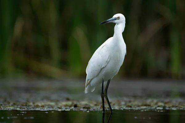 Portrait Gros Plan Une Petite Aigrette Egretta Garzetta Telle Elle — Photo