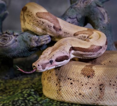 Boa yılanına yakın çekim, Boa yılanı. Bir kütüğün etrafına kıvrılmış ve çatallı dilini çıkarmış. Metni kopyalamak için etrafta yer var