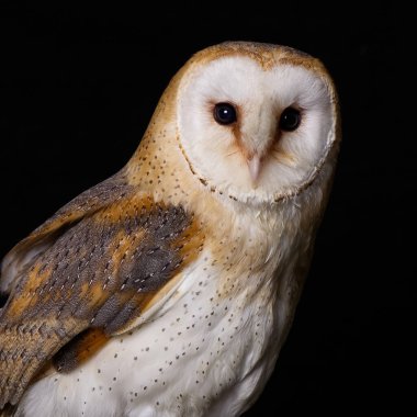 a close up studio portrait of a barn owl. Tyto alba, as it stares directly at the camera. It has a black background with space for text copy