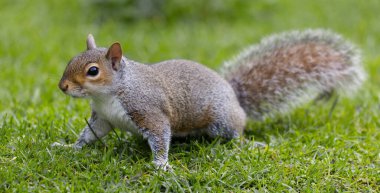 close up of a grey squirrel, Sciurus carolinensis, as it stands on grass. Intentional focus on the head with it gradually loses focus to the tail is intentional. No other vegetation around it