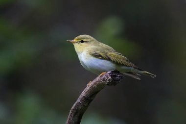 Bir ağaç bülbülünün yakın portresi, Phylloscopus sibilatrix, bir dalın ucunda durmaktadır. Odaklanamayan koyu bir doğal arkaplan metin için yer sağlar
