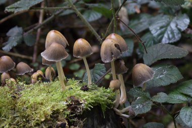 Çürüyen bir kütükten çıkan ve liken ile kaplanmış bir grup kaput mantarı, onları farklı büyüme aşamalarında doğal çevrelerinde gösterir.