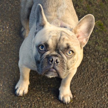 Bir Fransız bulldog 'unun yakın plan görüntüsü. Kulaklarını dikmiş kameraya bakıyor.