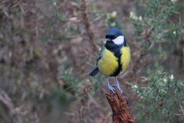 a close up portrait of a great tit, Parus major, as it perches on an old branch. The natural gorse background is out of focus and has space for text copy