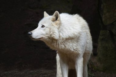 Bir Amerikan kurdunun yakın çekimi. Beyaz kürkü koyu arkaplanda göze çarpıyor ve hayvanın etrafında kopyalama alanı var. Fotoğrafta kimse yok.