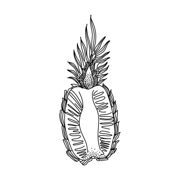 Vector de garabatos de piña. Rebanada de fruta en mano dibujada, bosquejo y estilos oneline. Ilustración aislada sobre fondo blanco para impresión, icono, embalaje — Vector de stock