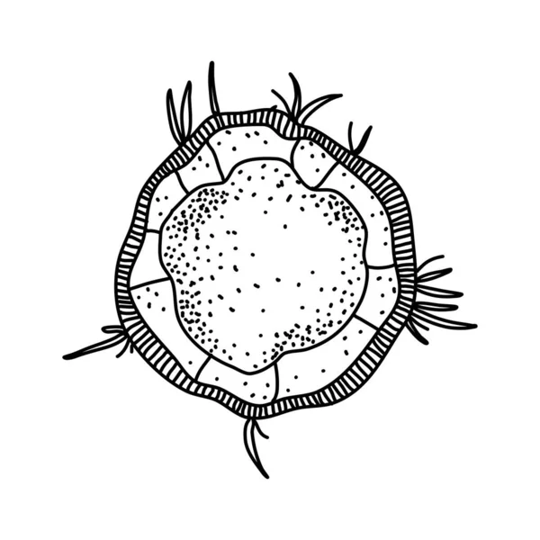 Garabato de coco y vector gráfico. Rebanada de fruta en mano dibujada, bosquejo y estilos oneline. Ilustración aislada sobre fondo blanco para impresión, icono, embalaje — Vector de stock