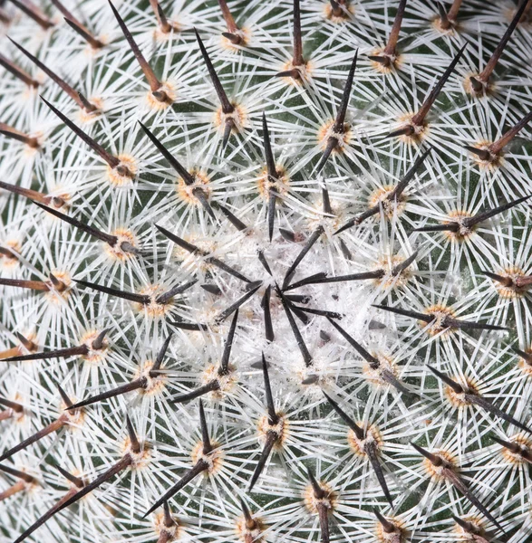 Abstraktní detaily kaktusů Mammillaria — Stock fotografie
