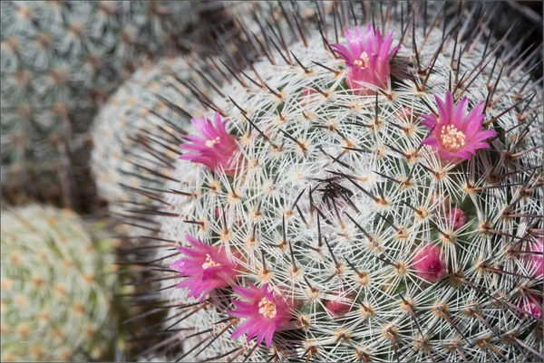 Mamilárie kaktus s květy — Stock fotografie