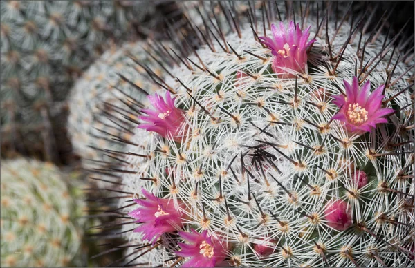 Mammillaria kaktüs küçük çiçekli — Stok fotoğraf