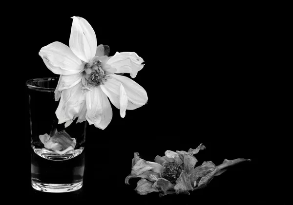 Dying dahlia flowers — Stock Photo, Image