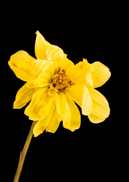 Fiore di Wither Dahlia giallo — Foto Stock