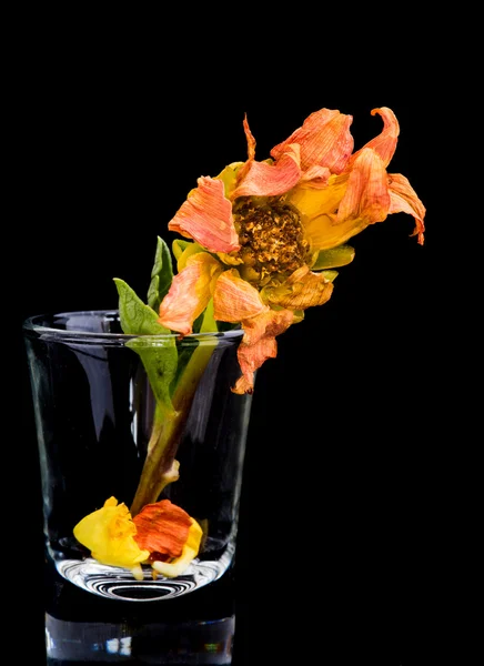 Haldokló dália virág — Stock Fotó