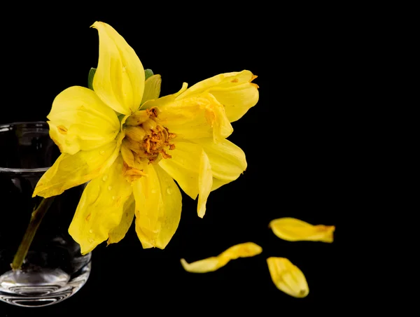 Sárga kategóriájában dália virág — Stock Fotó