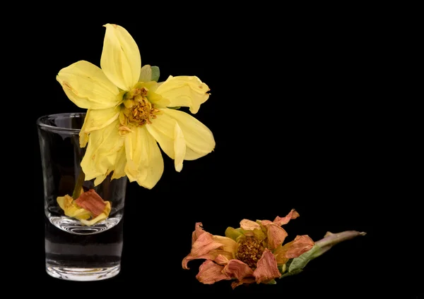 Gelbe Dahlienblüten verwelken — Stockfoto