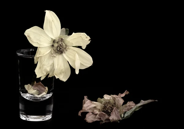 Wither Dahlia Flowers on a black background — Stock Photo, Image