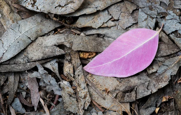 Фиолетовый лист на земле — стоковое фото