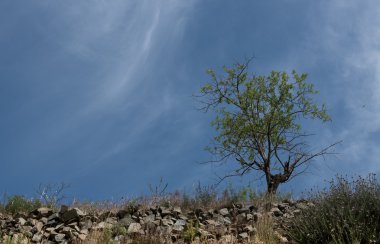 Yalnız badem ağacı ve mavi gökyüzü