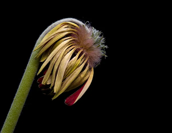 Fleur de dahlia jaune mourant — Photo