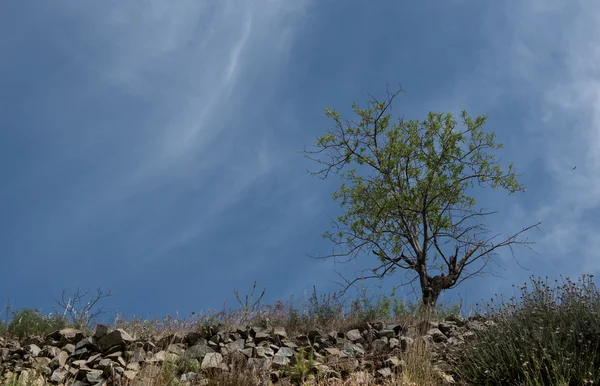 Yalnız badem ağacı ve mavi gökyüzü — Stok fotoğraf