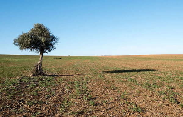 Zeytin ağacı buğday alanında — Stok fotoğraf