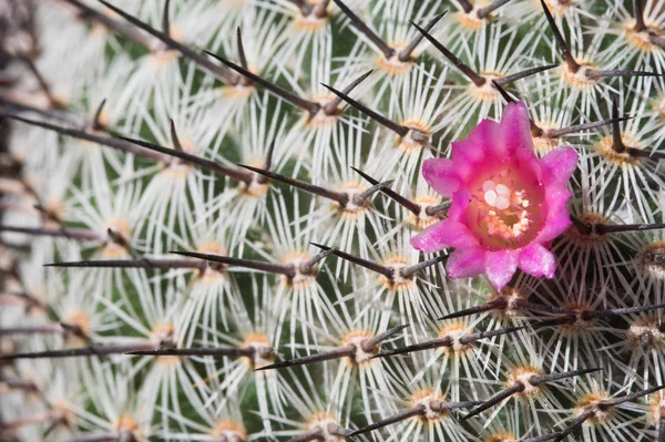 Abstraktní detaily kaktus rostliny — Stock fotografie