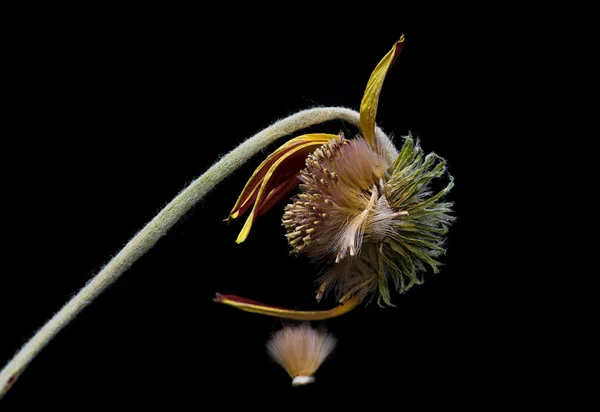 Sterbende gelbe Dahlienblüte — Stockfoto