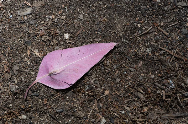 Folha violeta no chão — Fotografia de Stock