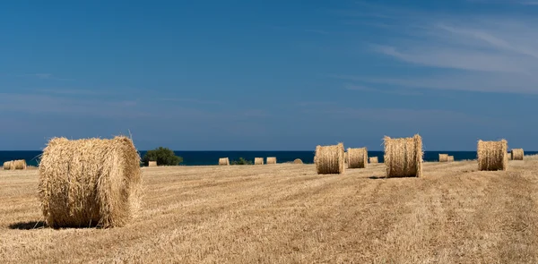 Round bales of hay — Stock Photo, Image