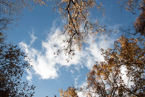 Błękitne niebo pochmurne, między drzewami — Zdjęcie stockowe