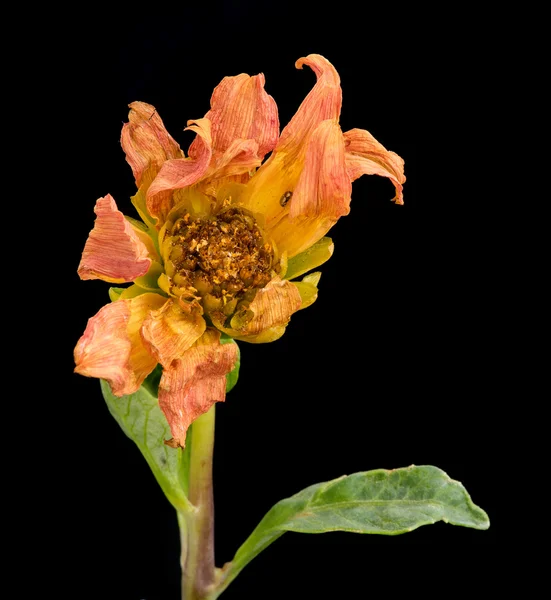 Увядшие безжизненные цветы георгины — стоковое фото