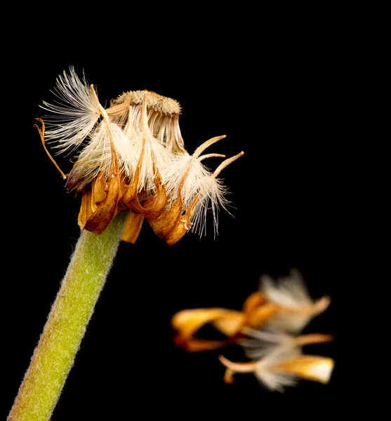 Gele dahlia verdorde bloem — Stockfoto