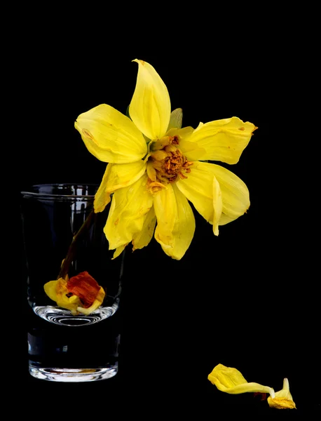 Elszáradt élettelen dália virág — Stock Fotó