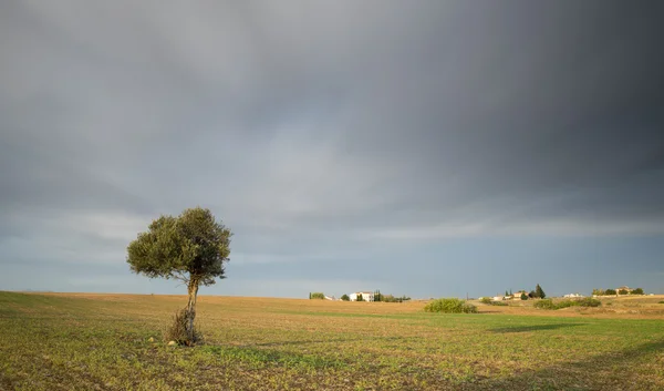Lonely Drzewo oliwne z poruszające się chmury — Zdjęcie stockowe