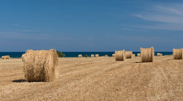 Filed of Round bales of hay after harvesting — Stock Photo, Image