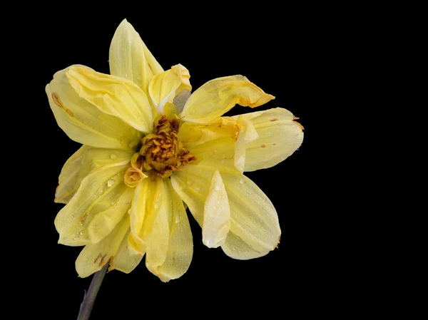 Dahlia jaune fleur flétrie — Photo