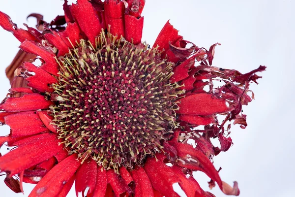 Rode dahlia verdorde bloem — Stockfoto