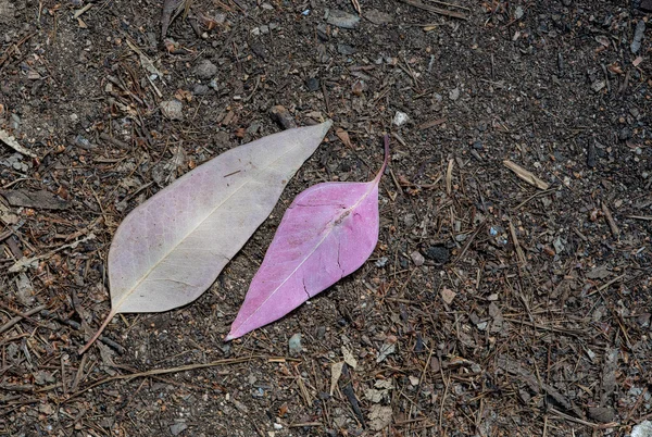 Violette feuilles sèches mortes sur le sol — Photo