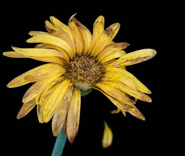 Melancolia de vida com uma flor murcha — Fotografia de Stock