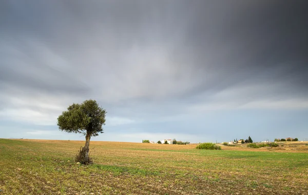 Einsamer Olivenbaum mit bewegten Wolken — Stockfoto